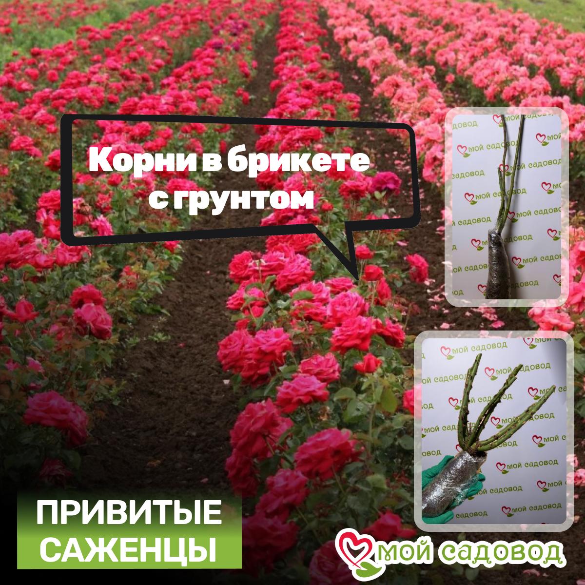 Роза Даниэла