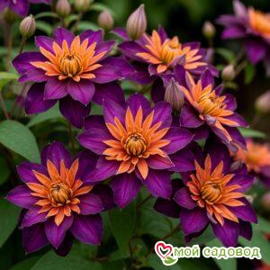 Клематис Асендия